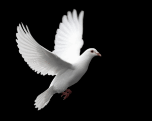 Alternative funeral ideas - releasing doves