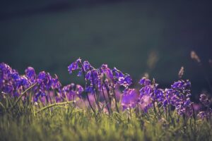 Peaceful scene of flowers in a field